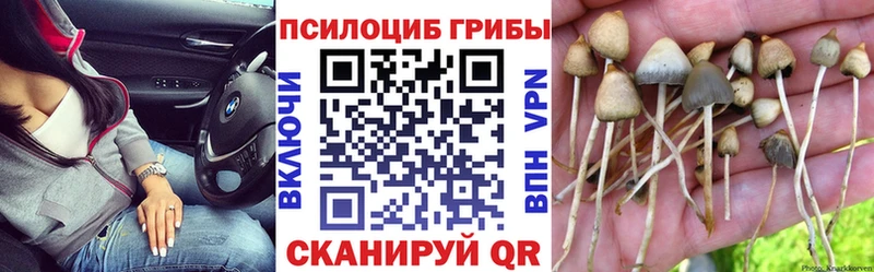 mega вход  Покачи  Псилоцибиновые грибы Cubensis  закладки 